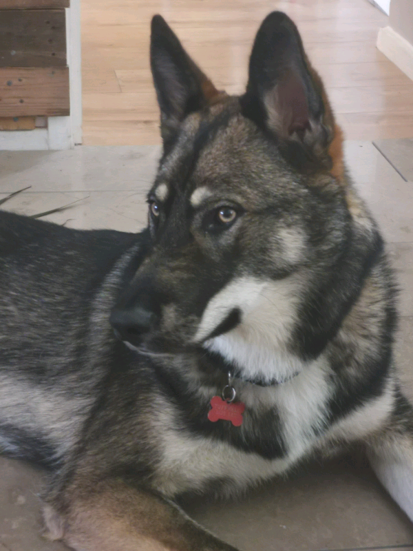 wolf puppies for sale gumtree